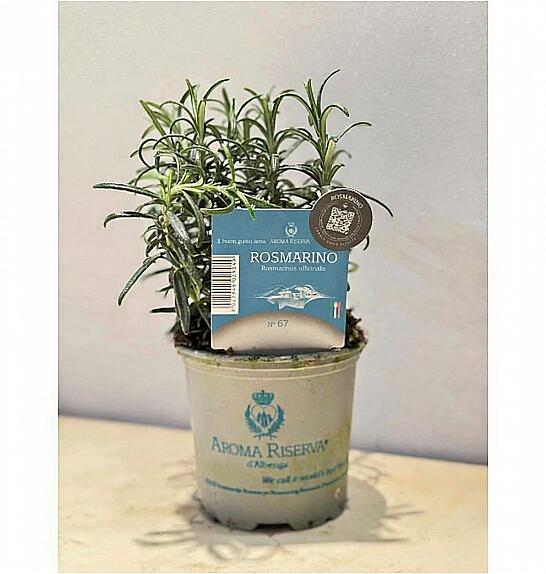 Aroma riserva Rosmarinus officinalis Ø9