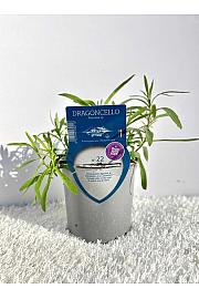 Aroma riserva Artemisia dracunculus Ø14