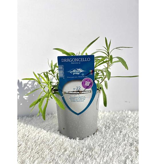 Aroma riserva Artemisia dracunculus Ø14