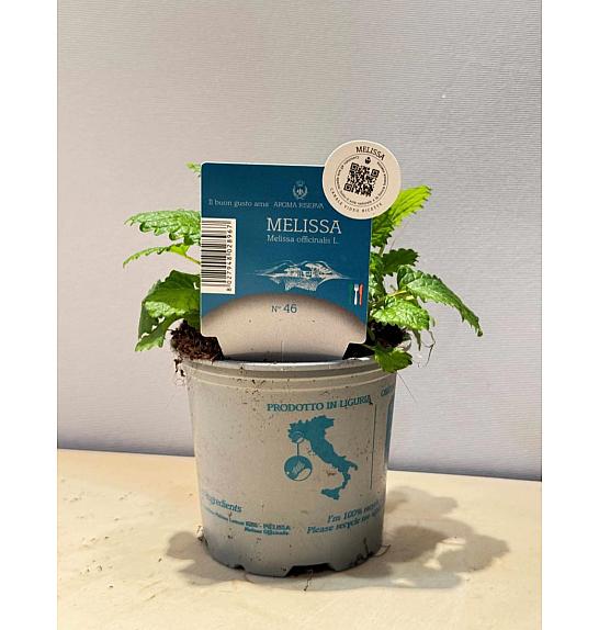 Aroma riserva Melissa officinalis Ø9