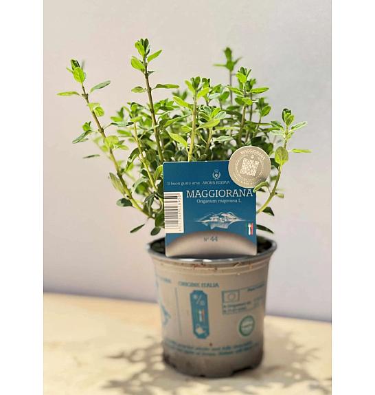 Aroma riserva Origanum majorana Ø9