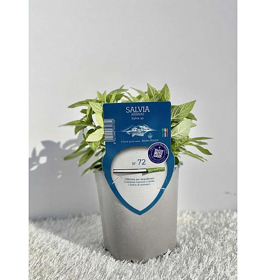 Aroma riserva Pineapple salvia Ø14