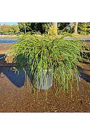 Thuja plicata Whipcord C8 Lit. 40/+ cm