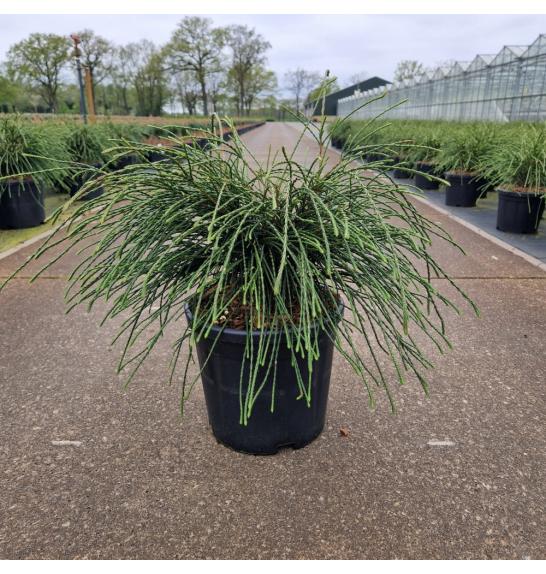 Thuja plicata Whipcord C11 Lit. 40-50 cm