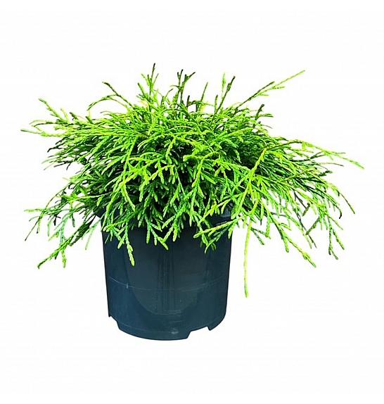 Thuja plicata Kagers Beauty C5 Lit. 25-30 cm