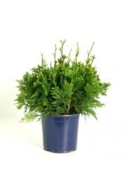 Thuja plicata Can-Can C2 Lit. 20-30 cm