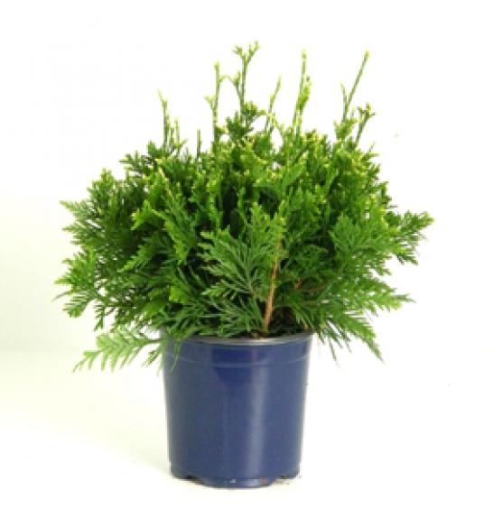 Thuja plicata Can-Can C2 Lit. 20-30 cm