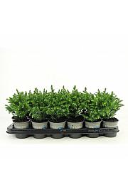 Thuja occidentalis Tiny Tim Ø9
