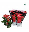 Anthurium andr. Ø17 Red