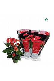 Anthurium andr. Ø17 Red