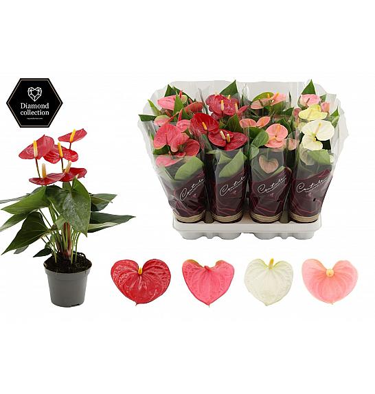 Anthurium andr. Ø9 Mix