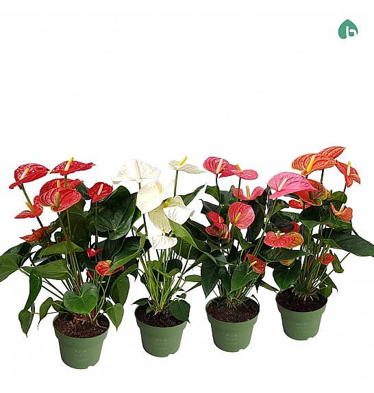 Anthurium andr. Ø17 Mix