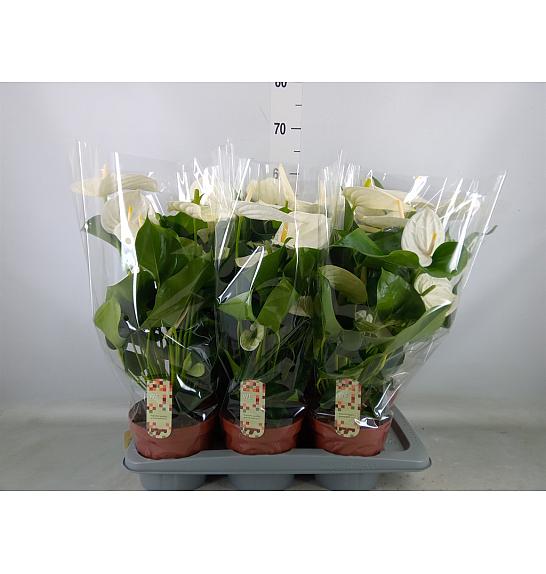 Anthurium andr. Ø17 White