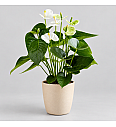 Anthurium andr. Ø17 White