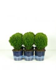 Thuja occidentalis Teddy Ø15 20-30 cm
