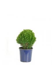 Thuja occidentalis Teddy C2 Lit. 20-30 cm