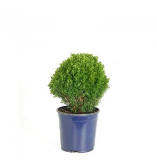 Thuja occidentalis Teddy C2 Lit. 20-30 cm