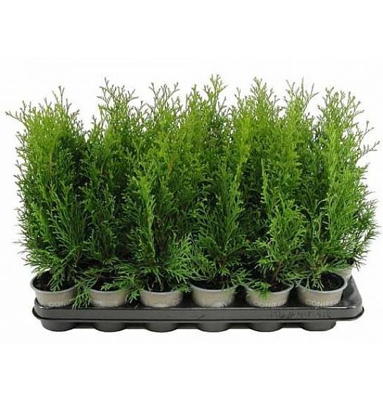 Thuja occidentalis Smaragd Ø 9