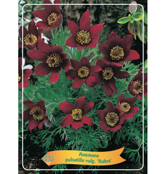 Anemone pulsatilla vulgaris Rubra Ø11