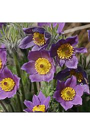 Anemone pulsatilla vulgaris Ø11
