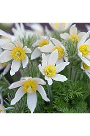Anemone pulsatilla vulgaris Alba Ø11