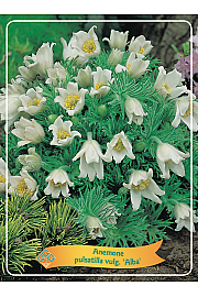 Anemone pulsatilla vulgaris Alba Ø11