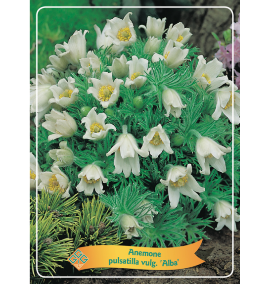 Anemone pulsatilla vulgaris Alba Ø11