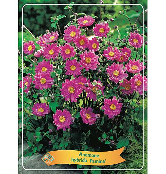 Anemone hybrida Pamina Ø11