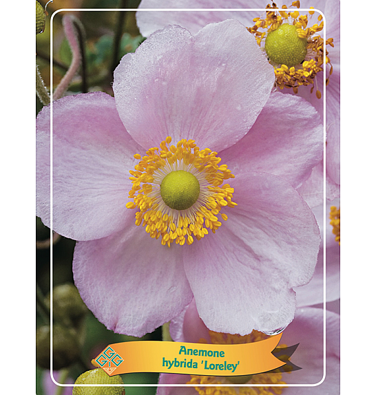 Anemone hybrida Loraley Ø11