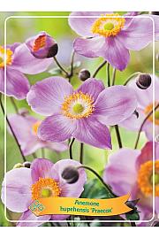 Anemone hupehensis Praecox Ø11