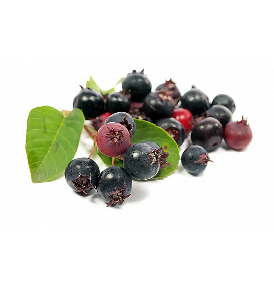 Amelanchier canadensis Prince William C2 Lit. 30-40 cm