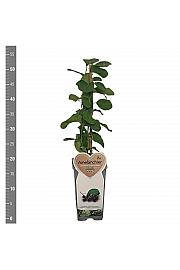 Amelanchier canadensis Prince William C2 Lit. 30-40 cm