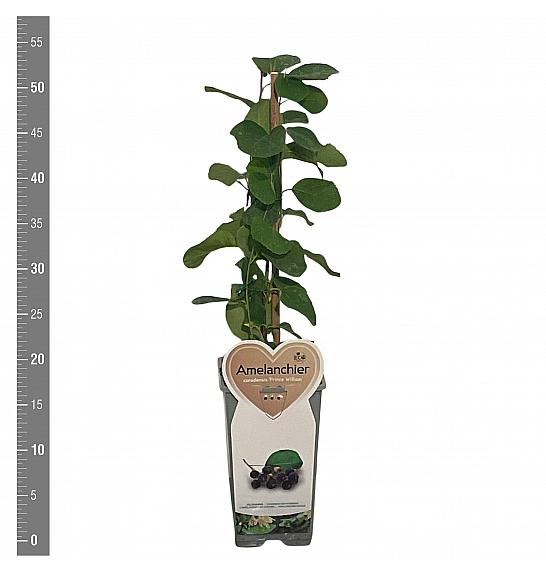 Amelanchier canadensis Prince William C2 Lit. 30-40 cm
