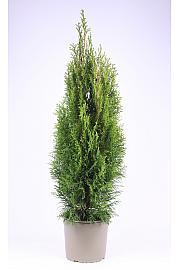 Thuja occidentalis Smaragd C5 Lit. 60-80 cm