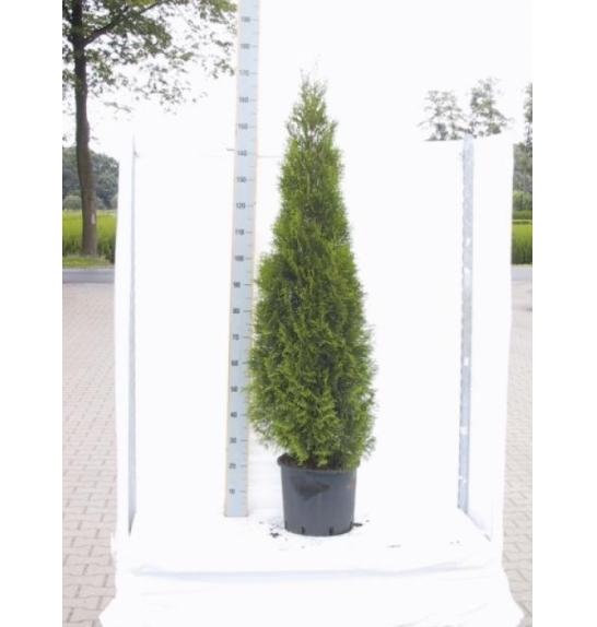 Thuja occidentalis Smaragd C10 Lit. 160-180 cm