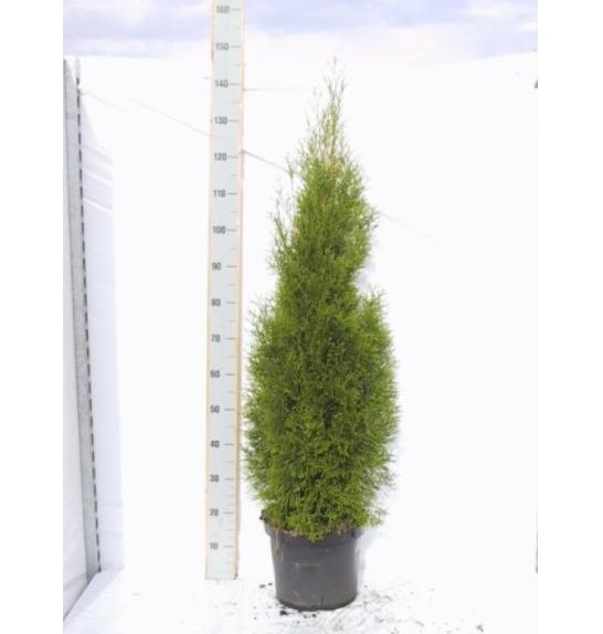 Thuja occidentalis Smaragd C10 Lit. 140-160 cm