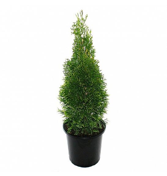 Thuja occidentalis Smaragd C1 Lit. 20-30 cm