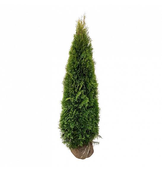 Thuja occidentalis Smaragd bala 180-200 cm