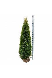 Thuja occidentalis Smaragd bala 180-200 cm