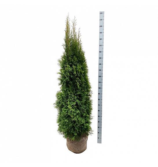 Thuja occidentalis Smaragd bala 160-180 cm