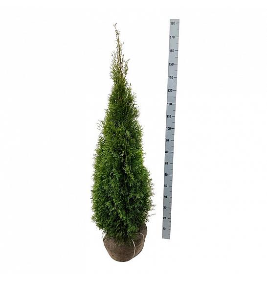 Thuja occidentalis Smaragd bala 140-160 cm