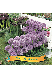 Allium Pinball Wizard C5 Lit.