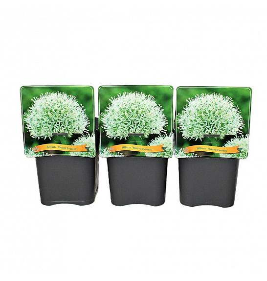 Allium Mount Everest C5 Lit.