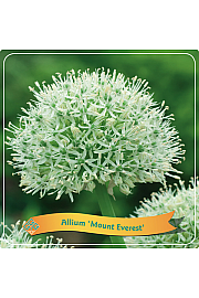 Allium Mount Everest C5 Lit.