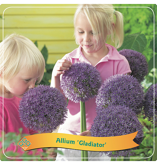 Allium Gladiator C5 Lit.