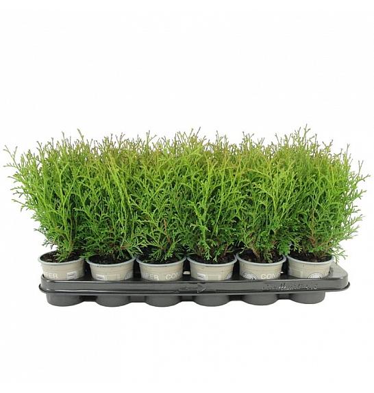 Thuja occidentalis Salland