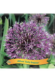 Allium Early Emperor C5 Lit.