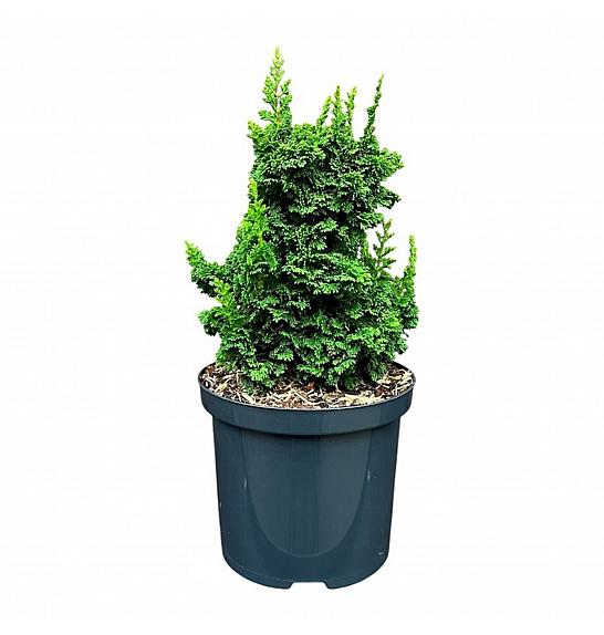 Thuja occidentalis Primo ᴾᴮᴿC2,5 Lit. 15-20 cm