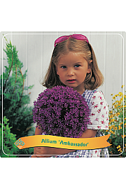 Allium Ambassador C5 Lit.