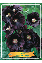 Alcea rosea flpl. Nigra Ø11